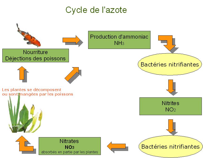 Cycle de l'azote 